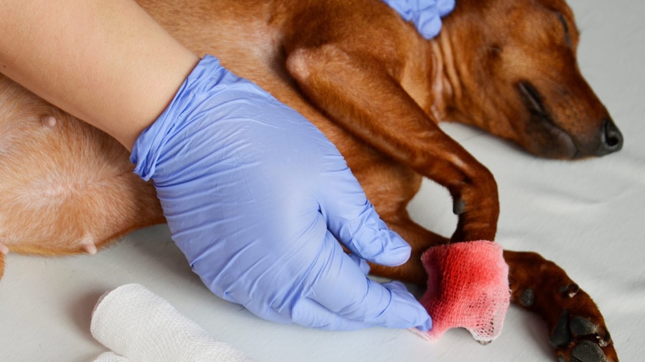 10 Dog Emergency Signs You Should Always Pay Attention To 2 10 Dog Emergency Signs You Should Always Pay Attention To - sick dog paw bleeding in vet ss1646818051