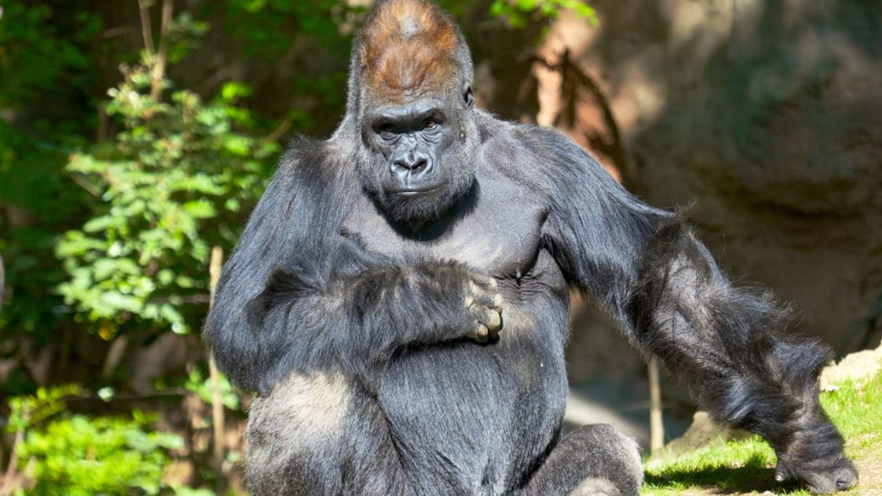 World’s Largest Gorilla Weighs in at a Staggering 589 Pounds 2 World’s Largest Gorilla Weighs in at a Staggering 589 Pounds - silverback male gorilla dp10618632