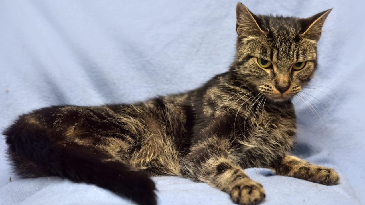 What It Might Mean If Your Cat Suddenly Stops Eating - skinny cat dp332842662
