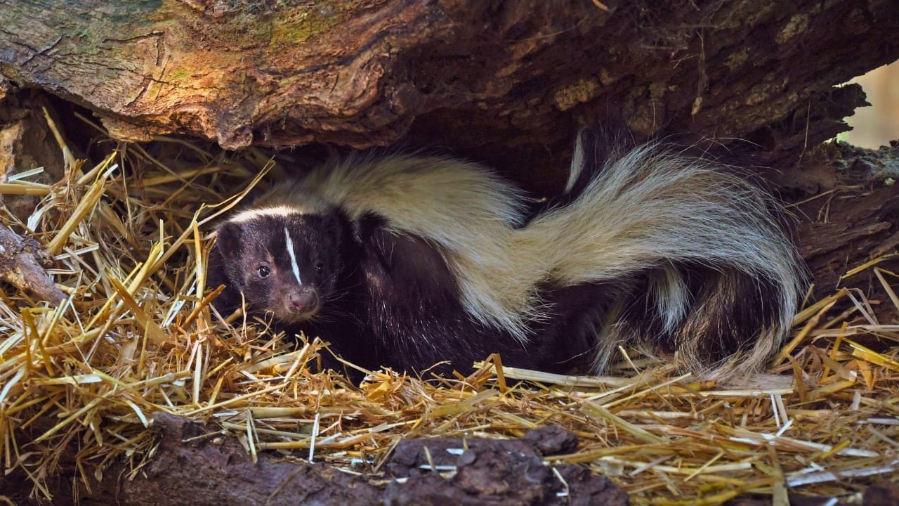 5 Smart Ways to Get Rid of Skunks Without the Risk of Getting Sprayed 7 5 Smart Ways to Get Rid of Skunks Without the Risk of Getting Sprayed - skunk nest ss1274186221