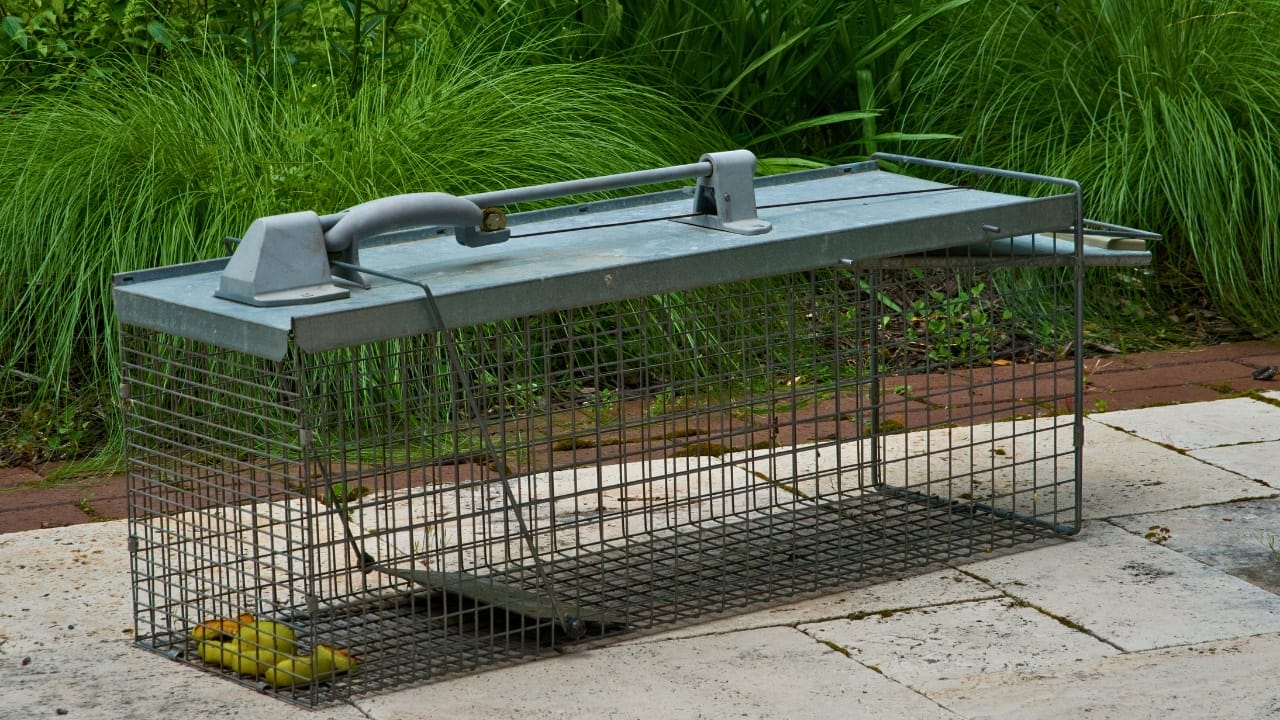 5 Smart Ways to Get Rid of Skunks Without the Risk of Getting Sprayed 8 5 Smart Ways to Get Rid of Skunks Without the Risk of Getting Sprayed - skunk rodent trap ss2477356815