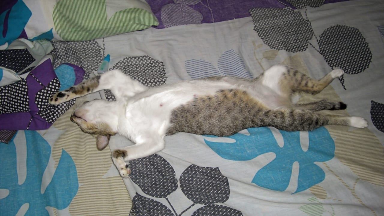 10 Signs That It May Be Time to Let Your Cat Go 10 10 Signs That It May Be Time to Let Your Cat Go - sleeping cat dp514804406