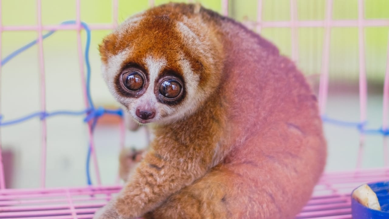 15 Animals That Come to Life After Dark 10 15 Animals That Come to Life After Dark - slow lorises ss1704036682