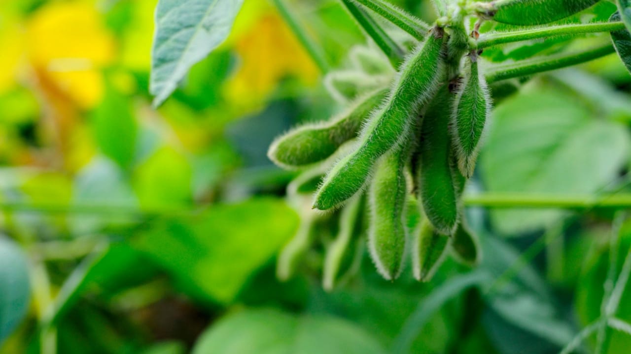 What Do Deer Love to Eat? 15 of Their Favorite Foods 4 What Do Deer Love to Eat? 15 of Their Favorite Foods - soybean dp13661936