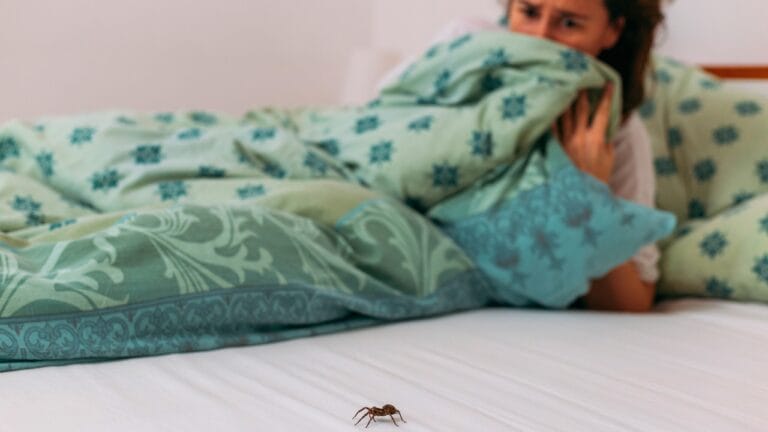 Watch Out for These 10 Common Spiders That Could Be Hiding in Your Home 2 Watch Out for These 10 Common Spiders That Could Be Hiding in Your Home - spider woman bed ss1839984775