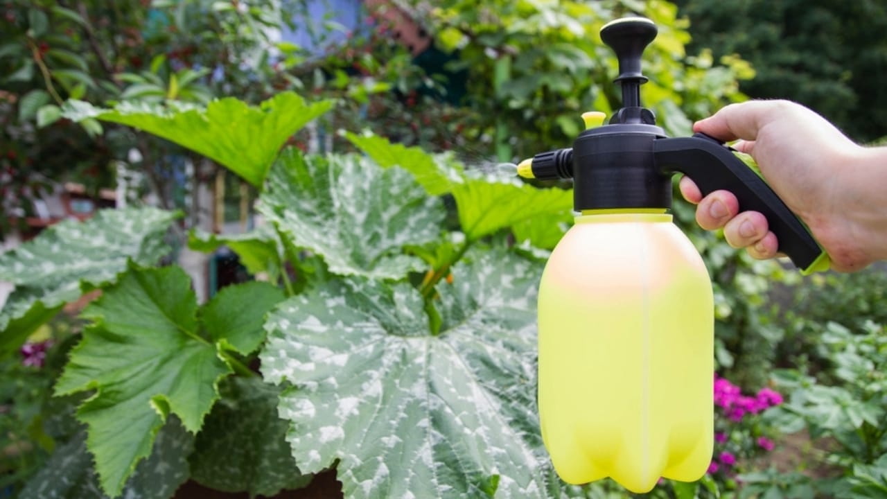 From Medicine Cabinet to Garden: The Magic of Hydrogen Peroxide for Your Plants 5 From Medicine Cabinet to Garden: The Magic of Hydrogen Peroxide for Your Plants - spraying pesticide on zucchini ss2333998579