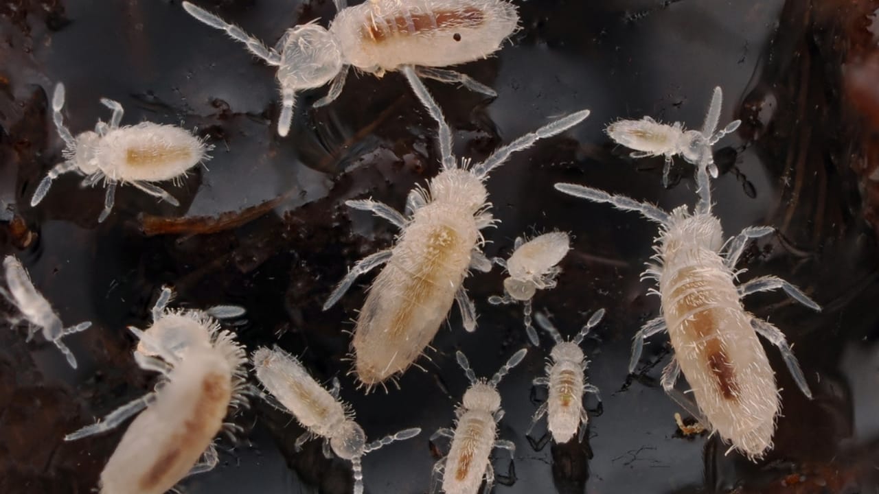 10 Species Whose Extinction Would Be Catastrophic to Humans - springtail ss2497124711
