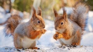 Keep Squirrels & Chipmunks Away with These 11 Scents 1 Keep Squirrels & Chipmunks Away with These 11 Scents - squirrels ss 2231724629