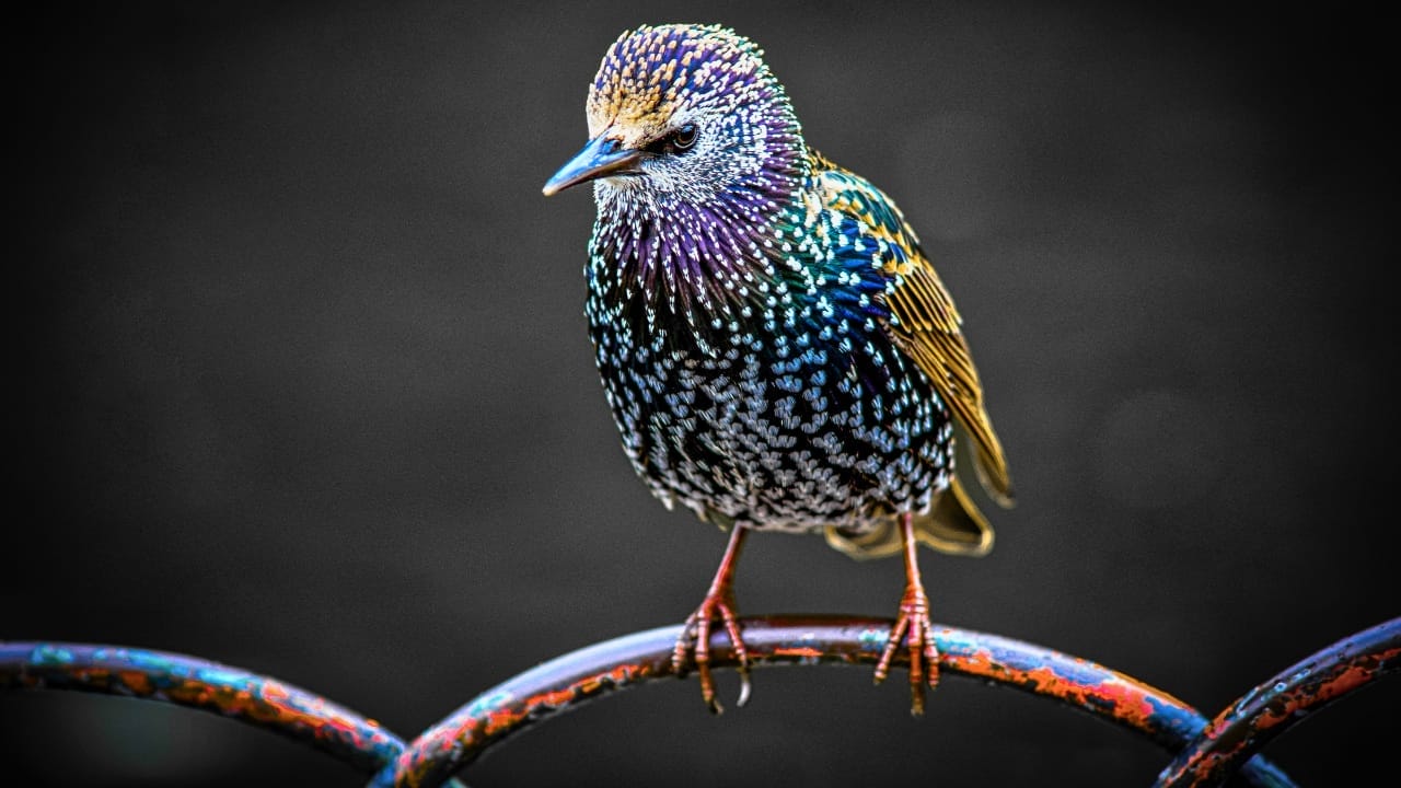 The Dark Cloud That's Actually Birds: Fall's Amazing Starling Show Happening Now 3 The Dark Cloud That's Actually Birds: Fall's Amazing Starling Show Happening Now - starling bird city ss2483540447