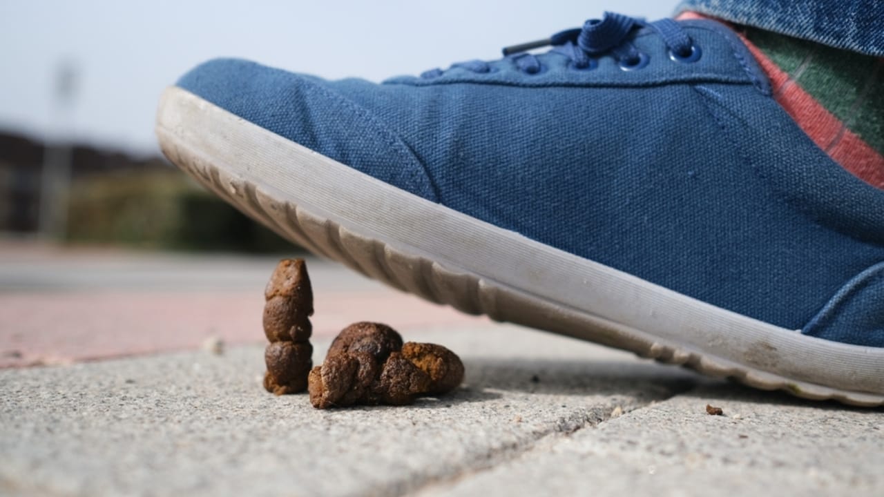 15 Reasons Why Dog Poop is a Serious Health Hazard 10 15 Reasons Why Dog Poop is a Serious Health Hazard - stepping on dog poop ss2440955697