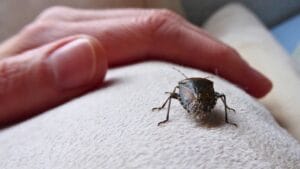 Don’t Just Repel Stink Bugs—Here’s Why You Need to Eliminate Them 1 Don’t Just Repel Stink Bugs—Here’s Why You Need to Eliminate Them - stink bug ss1920489050
