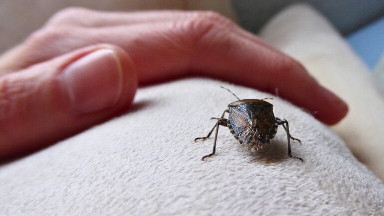 Don’t Just Repel Stink Bugs—Here’s Why You Need to Eliminate Them 2 Don’t Just Repel Stink Bugs—Here’s Why You Need to Eliminate Them - stink bug ss1920489050