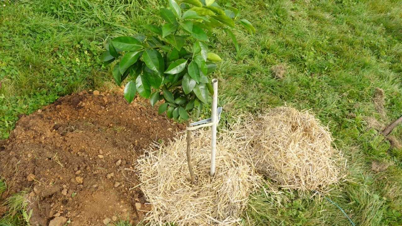 16 Clever Ways to Use Straw in Your Garden 16 16 Clever Ways to Use Straw in Your Garden - straw mulch on lemon tree ss2428654695