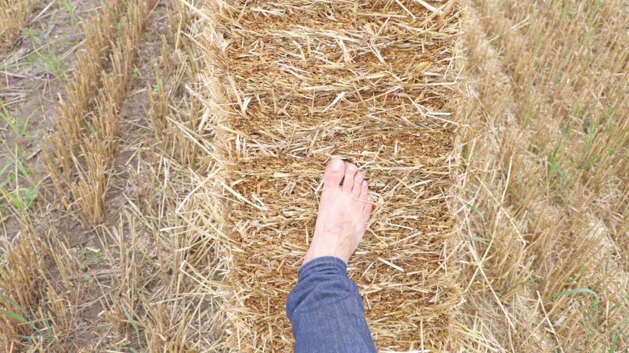 16 Clever Ways to Use Straw in Your Garden 12 16 Clever Ways to Use Straw in Your Garden - straw mulch dp123539798