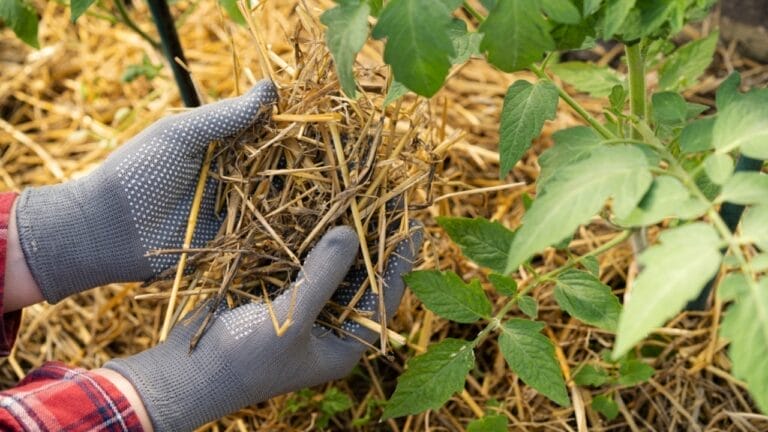 Ruth Stout’s ‘No-Work’ Gardening Method Made Simple: A Guide for Beginners - straw mulching tomatoes ss2317839023