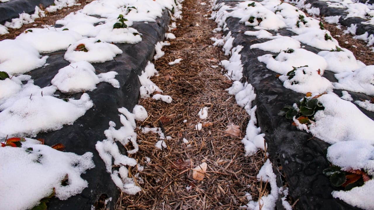 16 Clever Ways to Use Straw in Your Garden 6 16 Clever Ways to Use Straw in Your Garden - strawberry mulch with snow ss1882333615