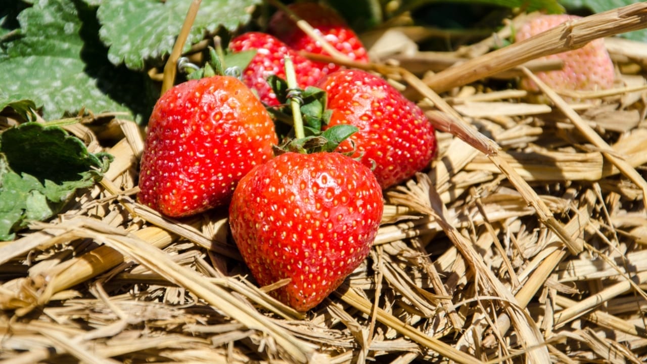 16 Clever Ways to Use Straw in Your Garden 8 16 Clever Ways to Use Straw in Your Garden - strawberry straw mulch dp40442659