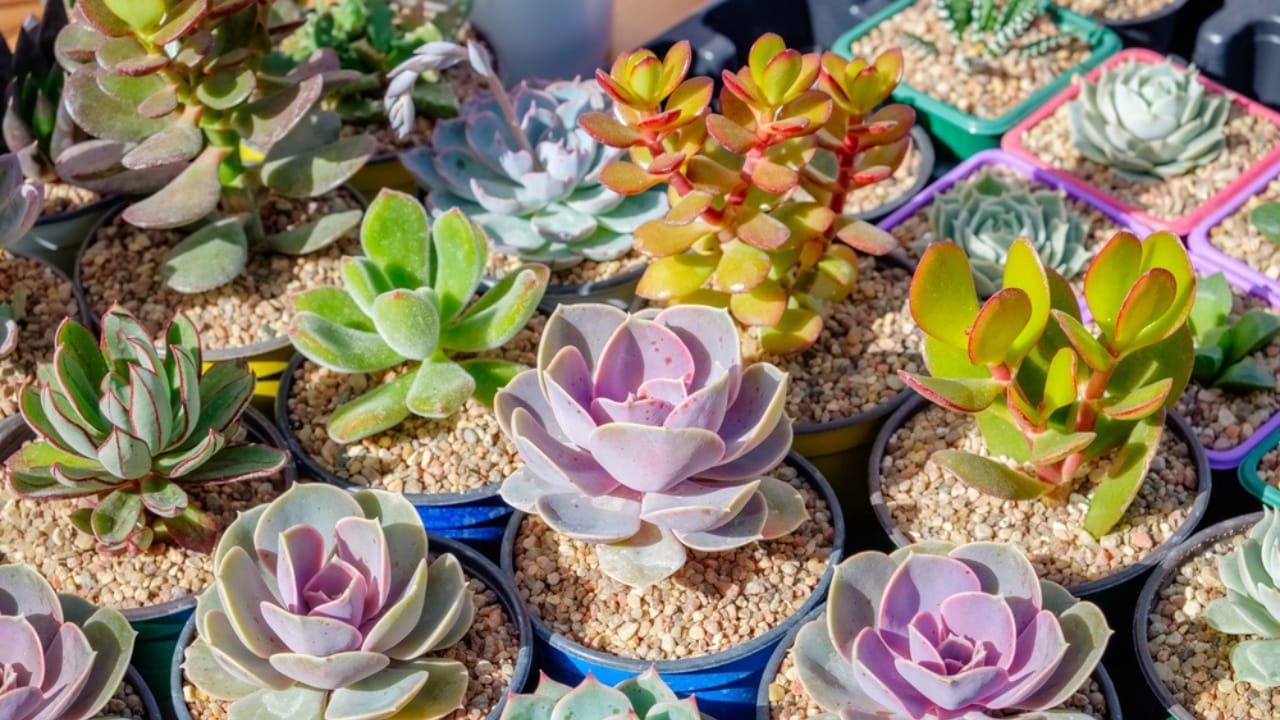 13 Things Succulent Owners Never Warn You about (but Should) 4 13 Things Succulent Owners Never Warn You about (but Should) - succulent plants dp154869926