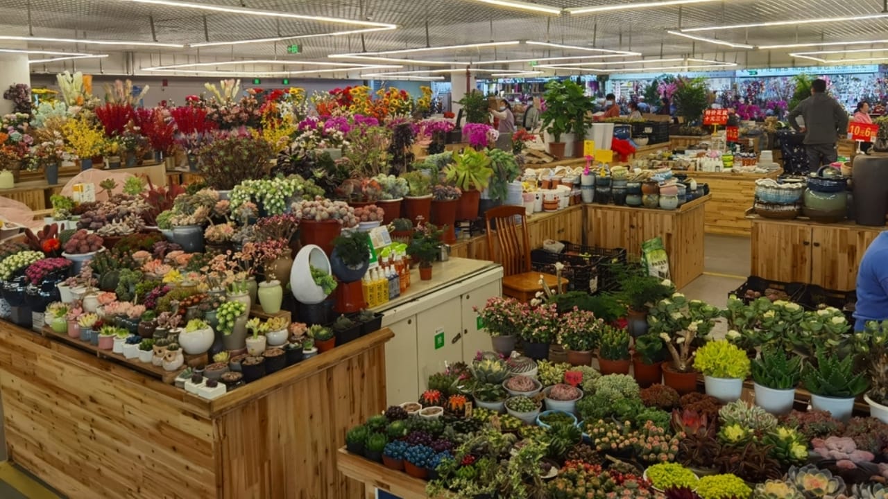 10 Alarming Facts About the Houseplant Black Market Threatening Plant Survival 7 10 Alarming Facts About the Houseplant Black Market Threatening Plant Survival - succulent shop ss2438628507