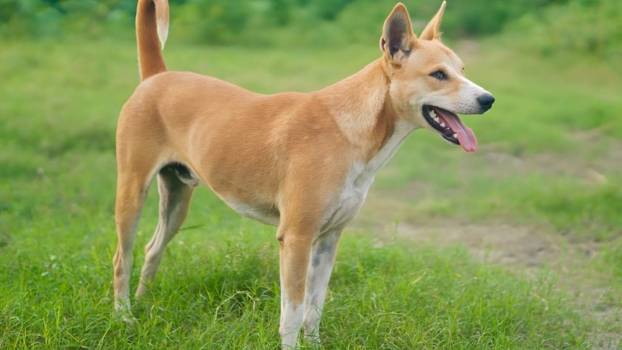 25 Dog Breeds for Those Who Love the Weird & Wonderful - telomian dog ss2303532787