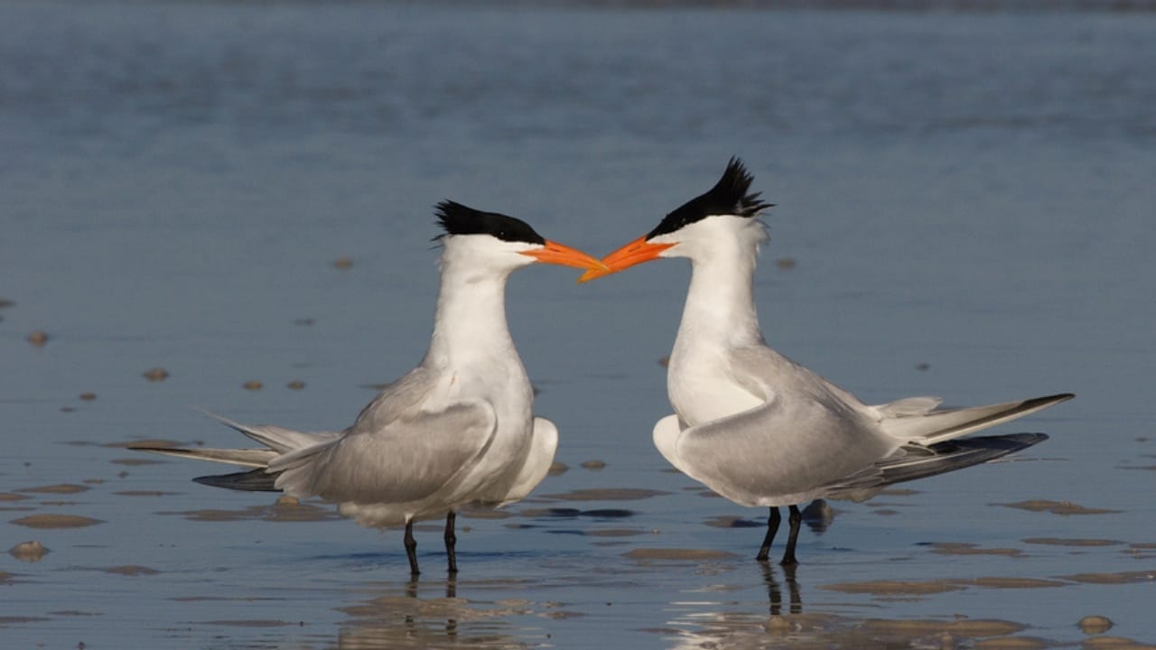 18 Birds Known for Their Black Heads 12 18 Birds Known for Their Black Heads - terns bird dp238862564