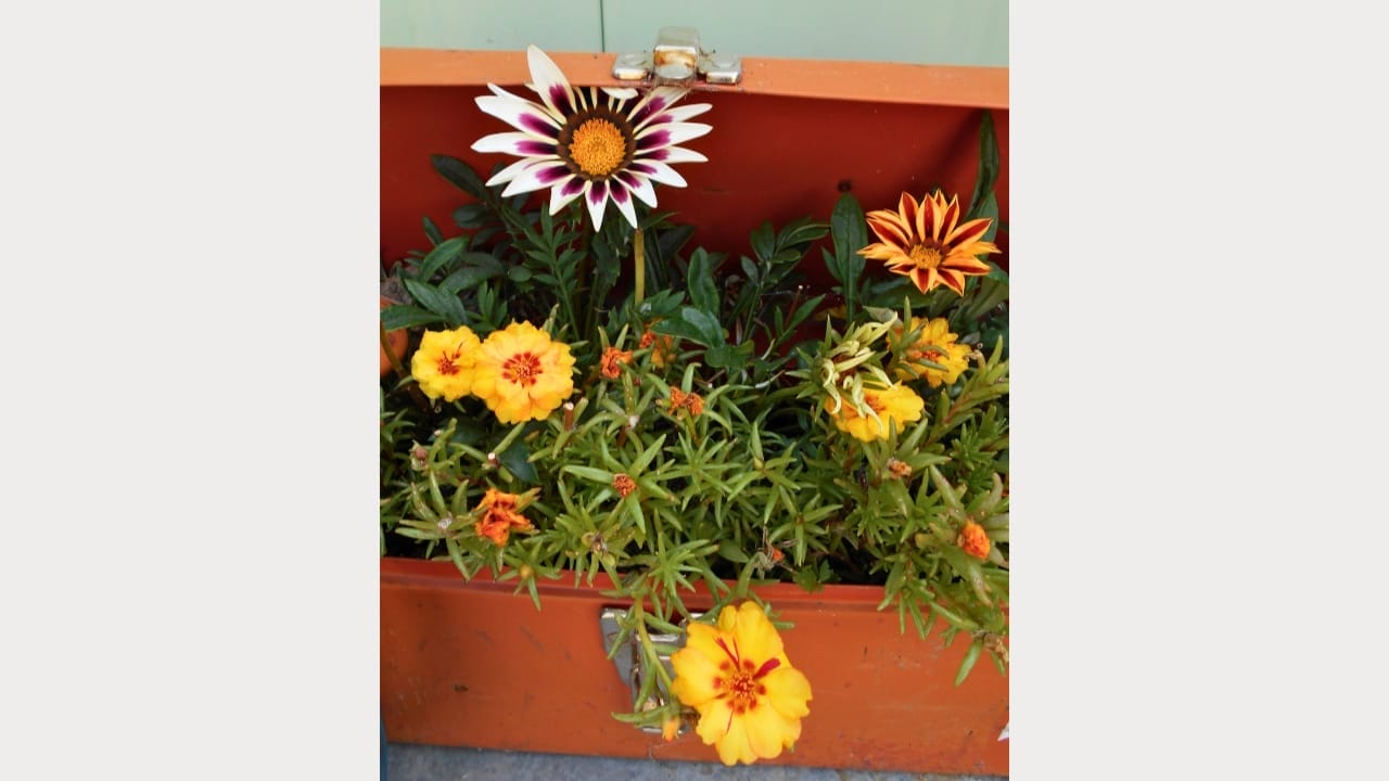 16 Unconventional Garden Containers to Spice Up Your Outdoor Space - toolbox planter ss2498073289