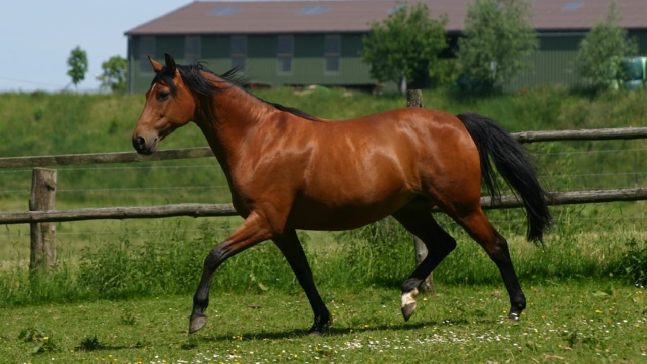 15 Enduring Horse Breeds with Lifespans as Strong as Their Spirit 15 15 Enduring Horse Breeds with Lifespans as Strong as Their Spirit - trakehner horse ss2504542051