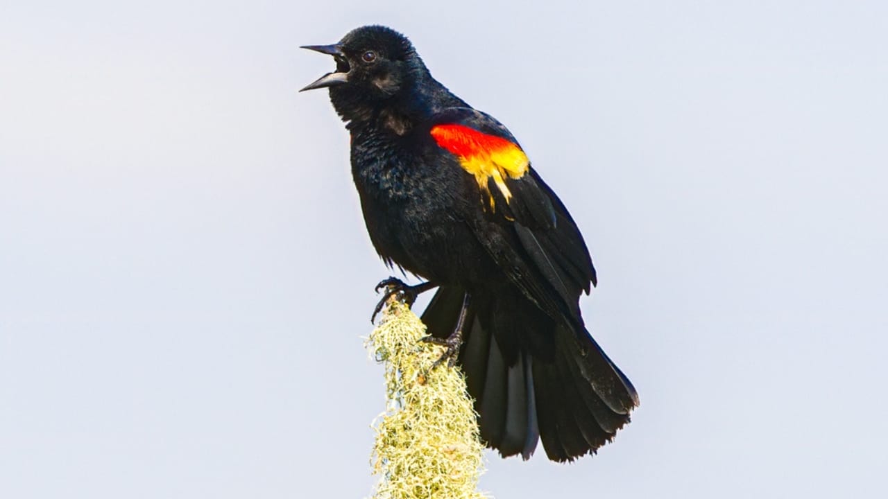 Scientists Celebrate Bird Species' Recovery from Brink of Extinction 6 Scientists Celebrate Bird Species' Recovery from Brink of Extinction - tricolored blackbird dp649649096