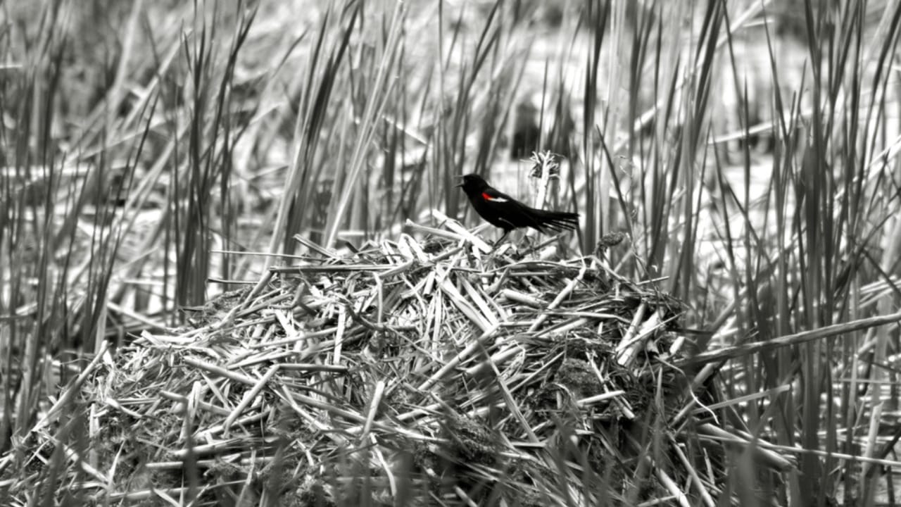Scientists Celebrate Bird Species' Recovery from Brink of Extinction 5 Scientists Celebrate Bird Species' Recovery from Brink of Extinction - tricolored blackbird in wetland ss1189224325
