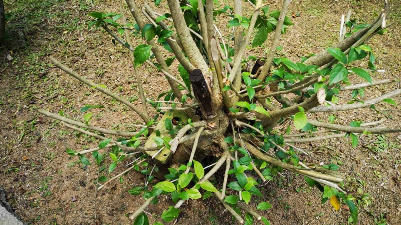 10 Tips for Pruning Your Hibiscus to Ensure Stunning Blooms 12 10 Tips for Pruning Your Hibiscus to Ensure Stunning Blooms - trimmed hibiscus tree ss1230828757