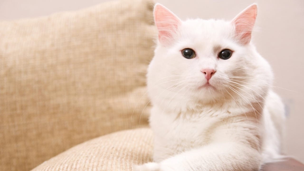 15 Cute Cats You’ll Fall for—if You Can Keep Up with Their Needs 16 15 Cute Cats You’ll Fall for—if You Can Keep Up with Their Needs - turkish angora cat dp4935868