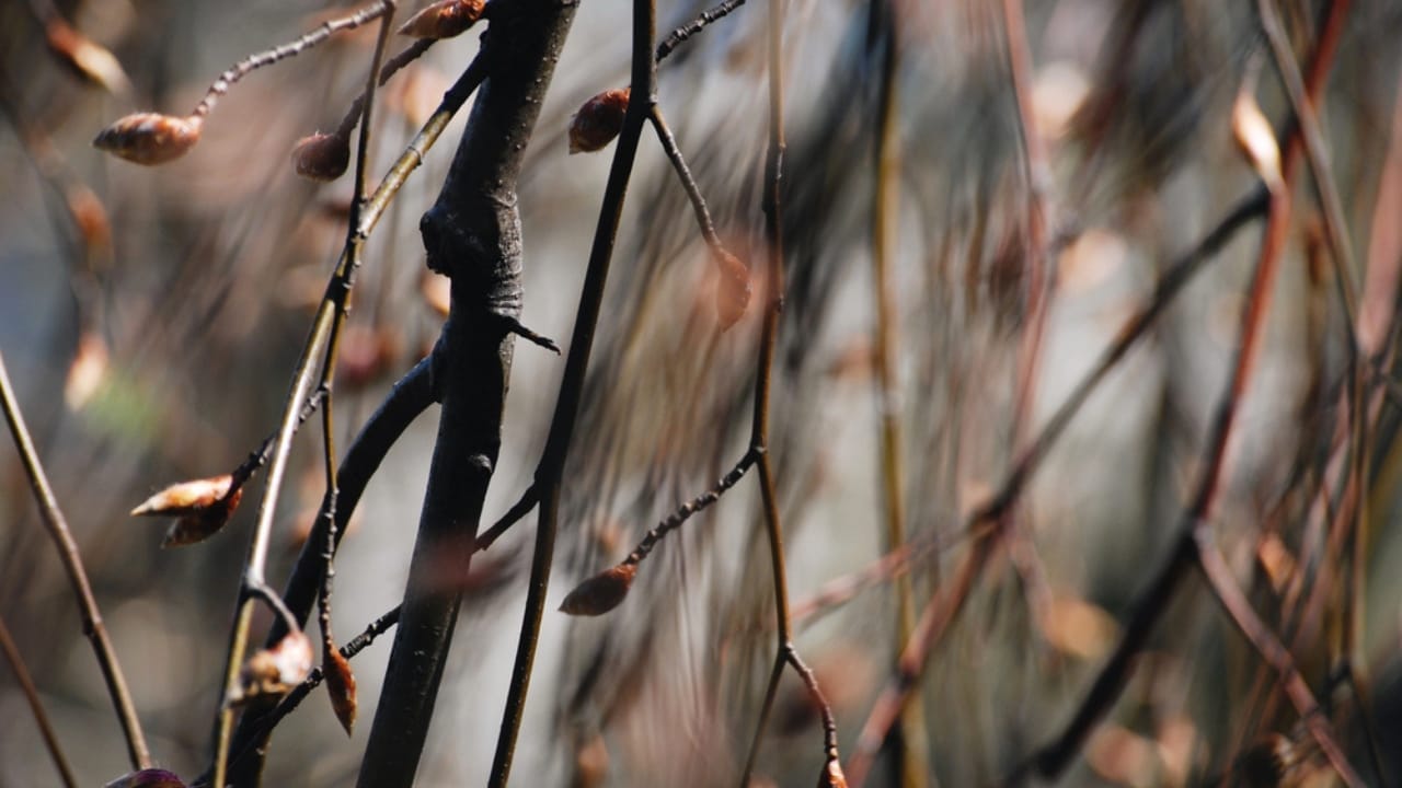 What Do Deer Love to Eat? 15 of Their Favorite Foods 12 What Do Deer Love to Eat? 15 of Their Favorite Foods - twigs and buds dp195040642