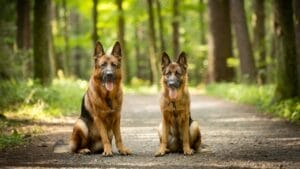 The Distinct Traits of Male & Female German Shepherds: Here’s What You Need to Know 1 The Distinct Traits of Male & Female German Shepherds: Here’s What You Need to Know - two german shepherd ss2500317833