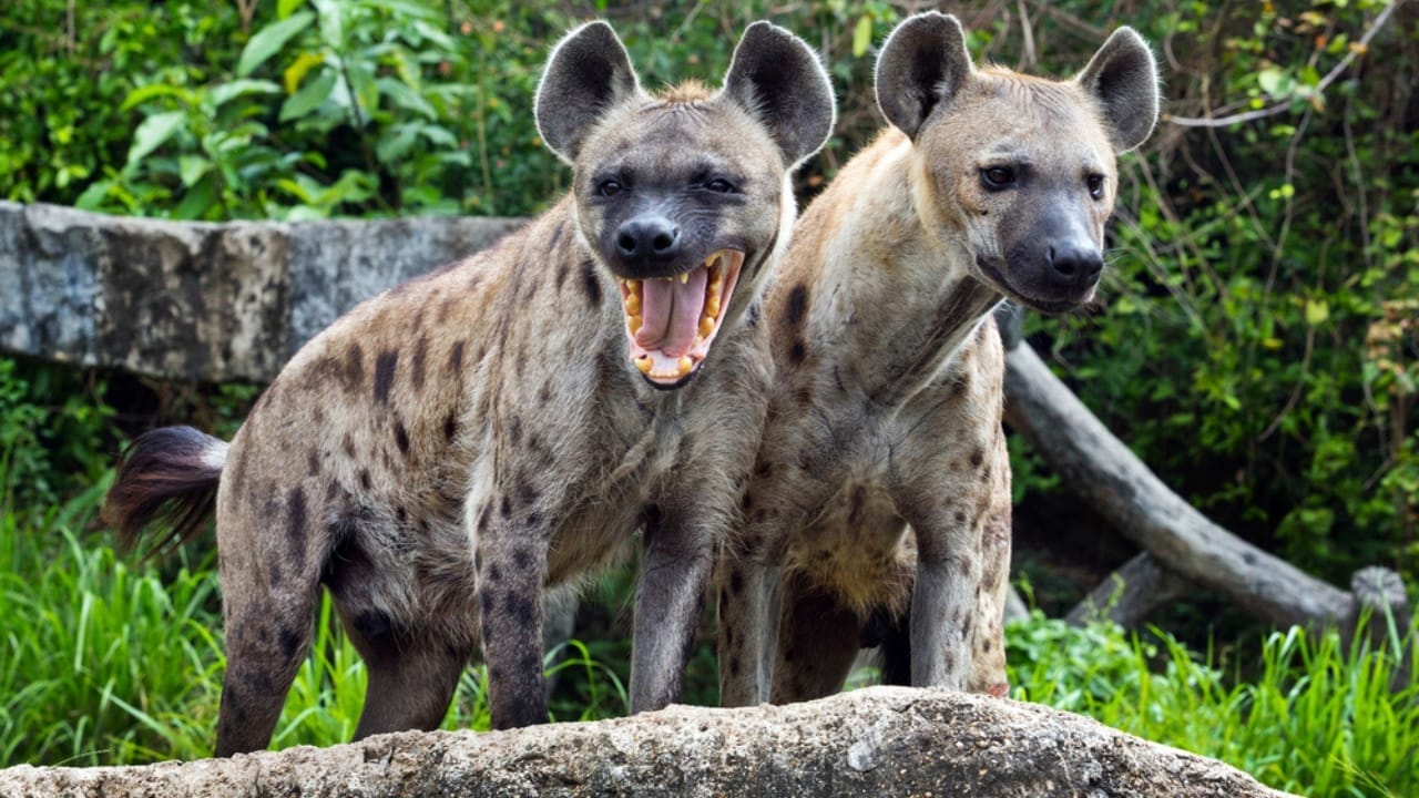 Think Hyenas are Just Wild Dogs? Think Again. Here’s Everything You Need to Know About the Hyaenidae Family 2 Think Hyenas are Just Wild Dogs? Think Again. Here’s Everything You Need to Know About the Hyaenidae Family - two hyena dp206853720