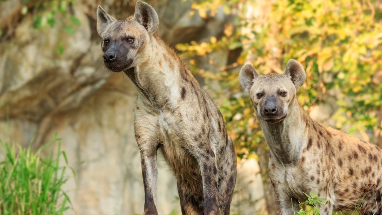 Love Them All You Want, But These Animals are Illegal as Pets in the U.S. 9 Love Them All You Want, But These Animals are Illegal as Pets in the U.S. - two hyena dp37768889