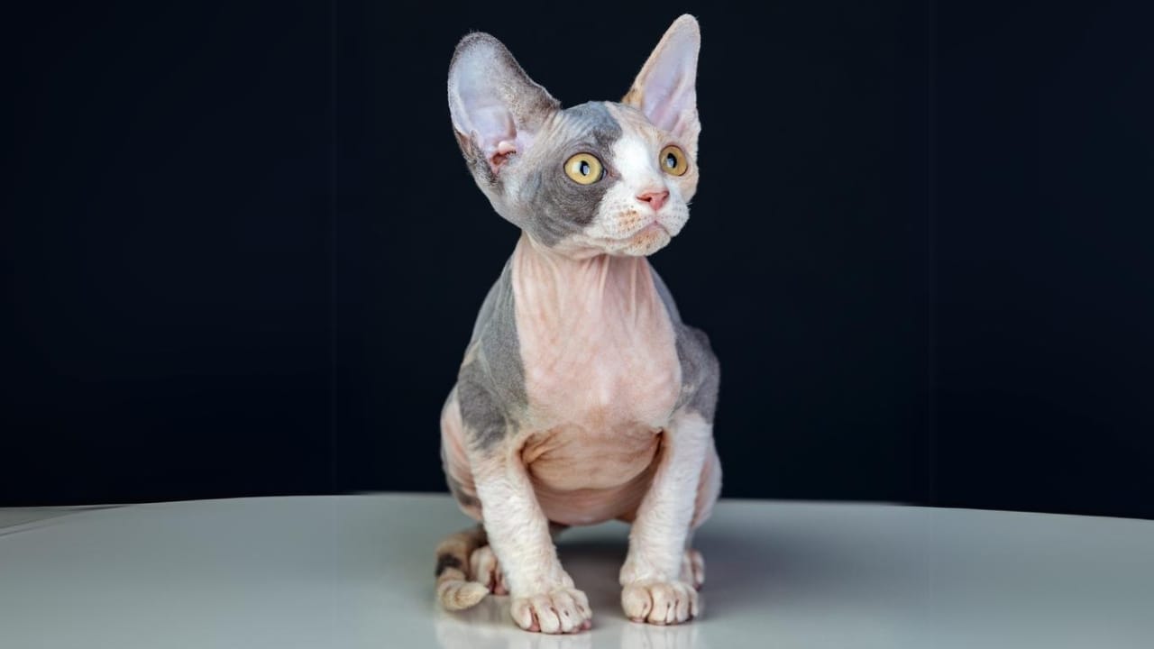 The Truth Behind the Viral "Bullycat" Breed 3 The Truth Behind the Viral "Bullycat" Breed - two tone bambino cat dp331796132