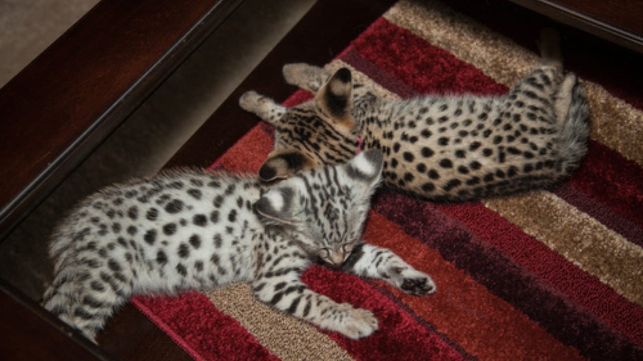 Meet the Savannah Cat: An Exotic 1980s Serval-Siamese Hybrid in Your Living Room - types of savannah cats wc