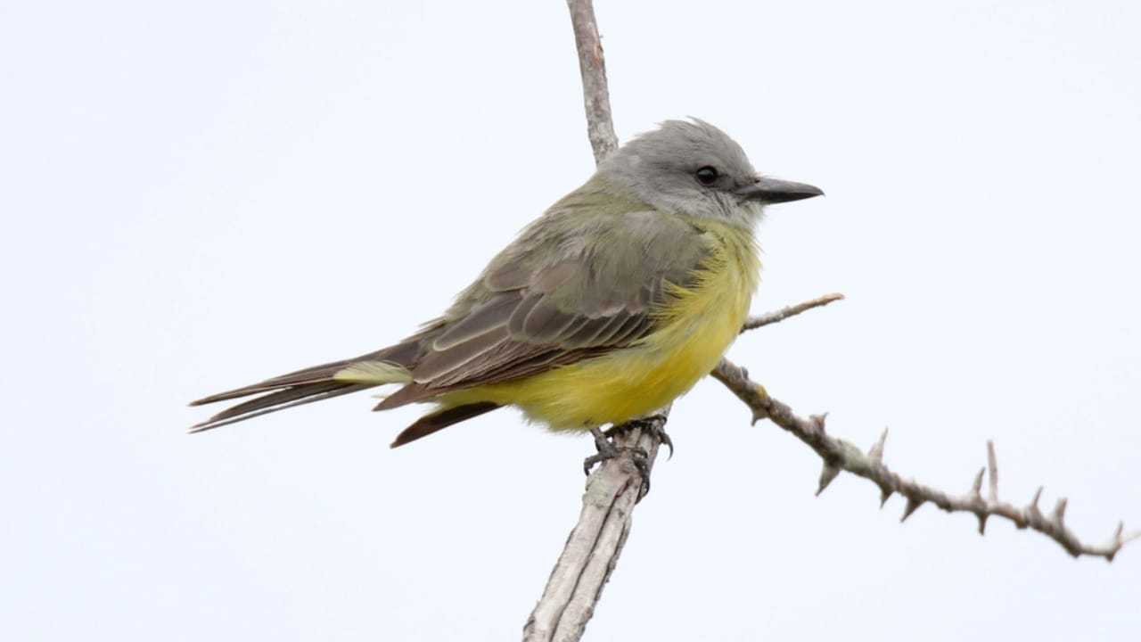 18 Birds Known for Their Black Heads 15 18 Birds Known for Their Black Heads - tyrant flycatcher bird dp153946356