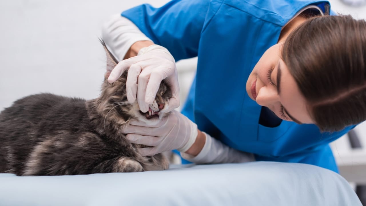 What It Might Mean If Your Cat Suddenly Stops Eating - vet checking cat teeth dp567742086