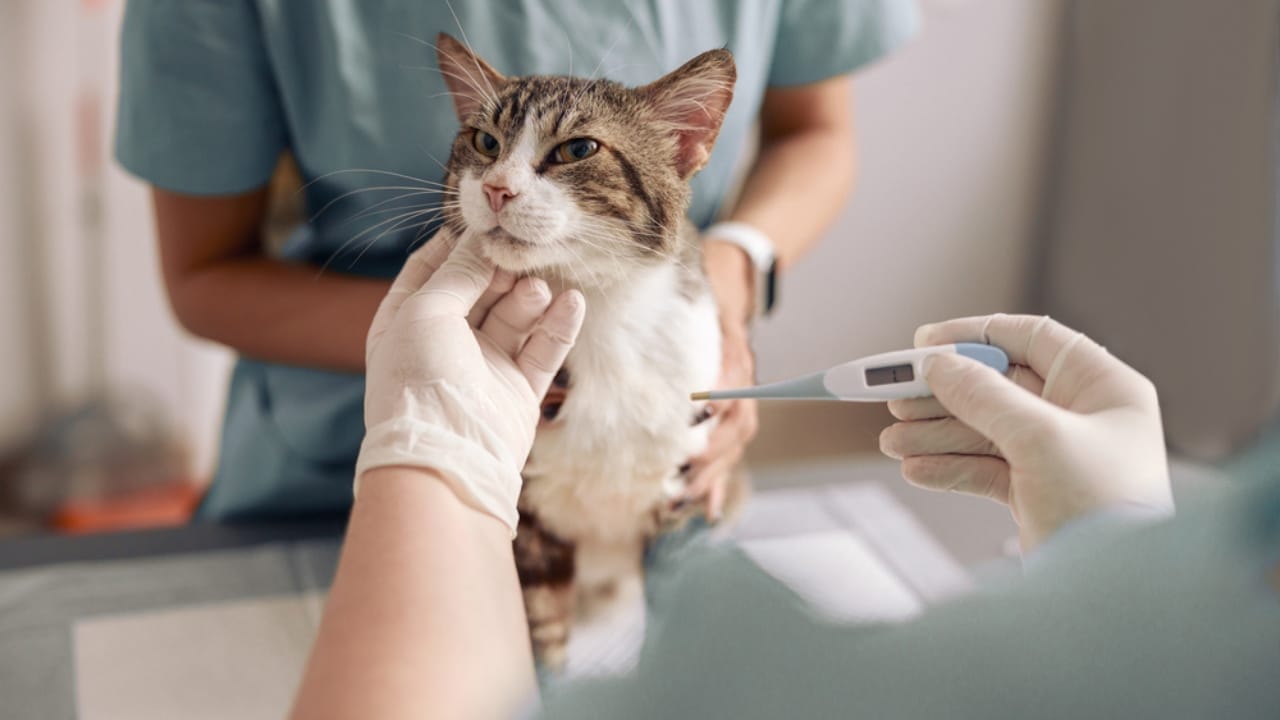 What It Might Mean If Your Cat Suddenly Stops Eating - vet takes cat temperature ss2018884028