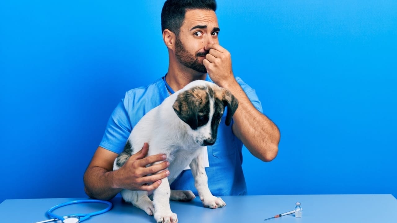 10 Ways Your Dog Might Be Telling You It’s Time to Say Goodbye 10 10 Ways Your Dog Might Be Telling You It’s Time to Say Goodbye - veterinarian checking up dog ss2079577432