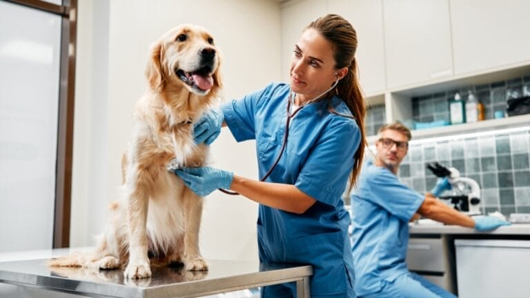 10 Dog Emergency Signs You Should Always Pay Attention To 5 10 Dog Emergency Signs You Should Always Pay Attention To - vets and dog check up ss2391795715