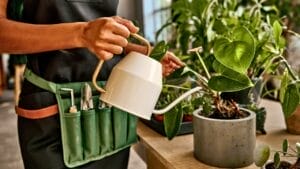 12 Thirsty Houseplants That Need Plenty of Water to Thrive 1 12 Thirsty Houseplants That Need Plenty of Water to Thrive - watering houseplants ss2409541481
