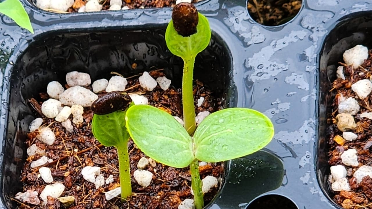 How to Save Watermelon Seeds for a Bountiful Harvest Next Season 7 How to Save Watermelon Seeds for a Bountiful Harvest Next Season - watermelon sprouts ss2441757111