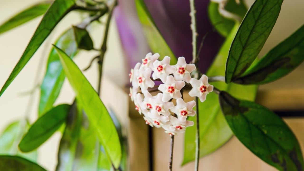 15 Plants That Thrive in LECA & Semi-Hydroponics 10 15 Plants That Thrive in LECA & Semi-Hydroponics -