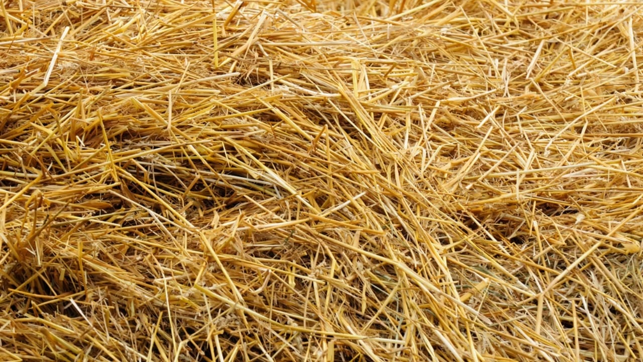 16 Clever Ways to Use Straw in Your Garden 9 16 Clever Ways to Use Straw in Your Garden - wheat straw dp12762653