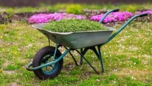 Leftover Grass? 10 Clever Ways to Repurpose It 1 Leftover Grass? 10 Clever Ways to Repurpose It - wheelbarrow grass clippings ss679662547