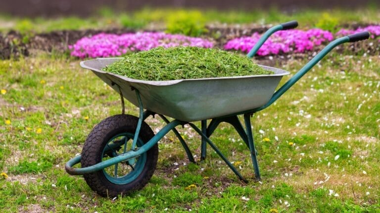Leftover Grass? 10 Clever Ways to Repurpose It 4 Leftover Grass? 10 Clever Ways to Repurpose It - wheelbarrow grass clippings ss679662547