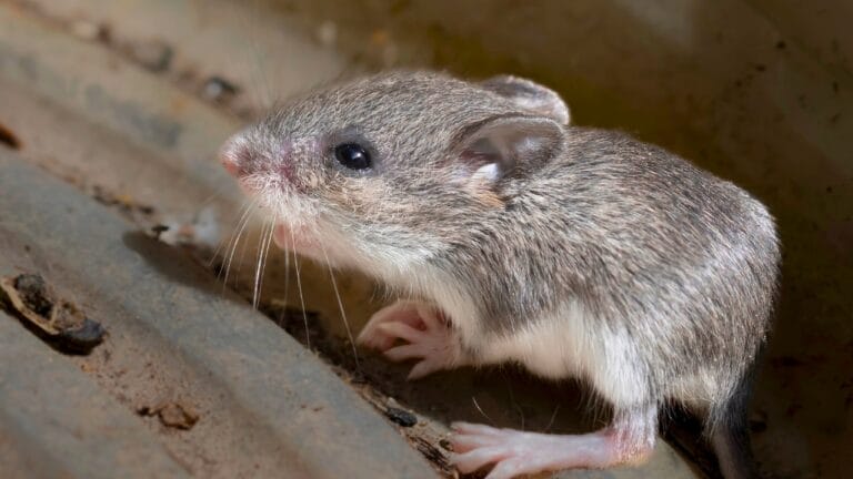 Say Goodbye to Mice in Your Attic with These Tips 1 Say Goodbye to Mice in Your Attic with These Tips - white mouse mice ss2284298221