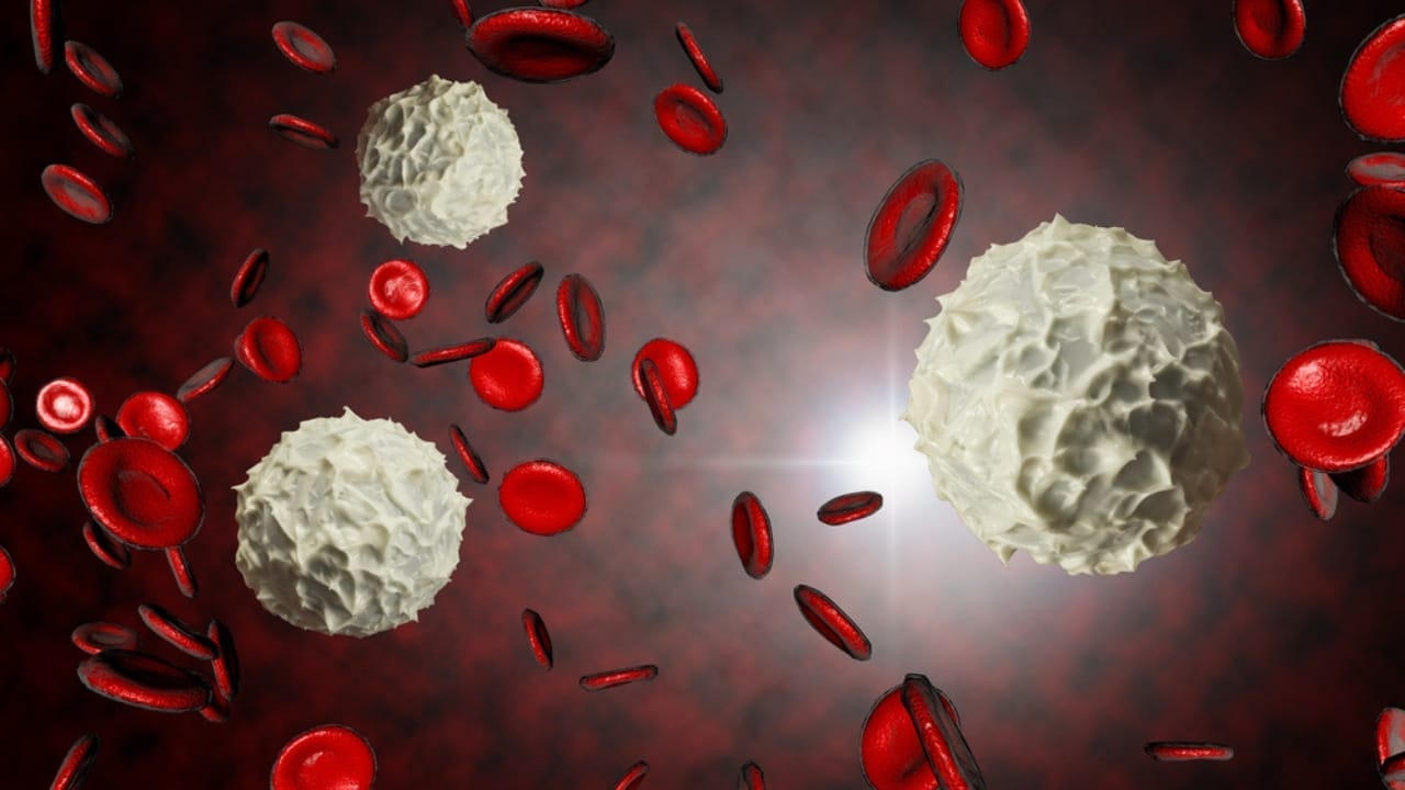 A Wildflower That’s Native Across All 50 States & Packed with 8 Medicinal Uses 6 A Wildflower That’s Native Across All 50 States & Packed with 8 Medicinal Uses - white and red blood cells dp104775788